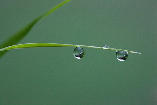 Tautropfen, Trickle, Flüssig, Wasser