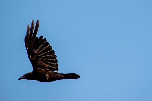 Free Crow Bird photo and picture
