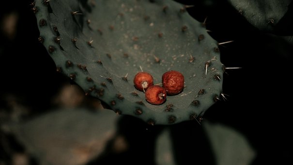 Free Cactus Fruit photo and picture