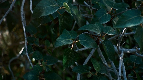 Free Leaves Branches photo and picture