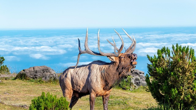 Free elk mountains nature illustration