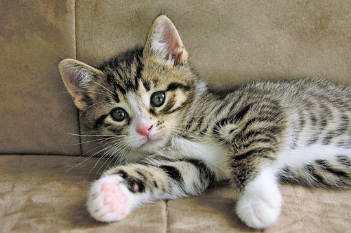 Mačiatko, Mačka, Tabby