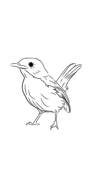Free Bird Robin illustration and picture