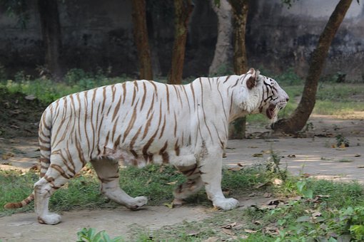 Dyr, Asien, Smuk, Bengal, Bengalsk Tiger