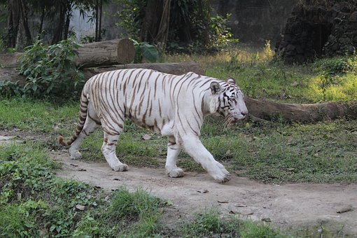 Dyr, Asien, Bengal, Bengalsk Tiger, Stor
