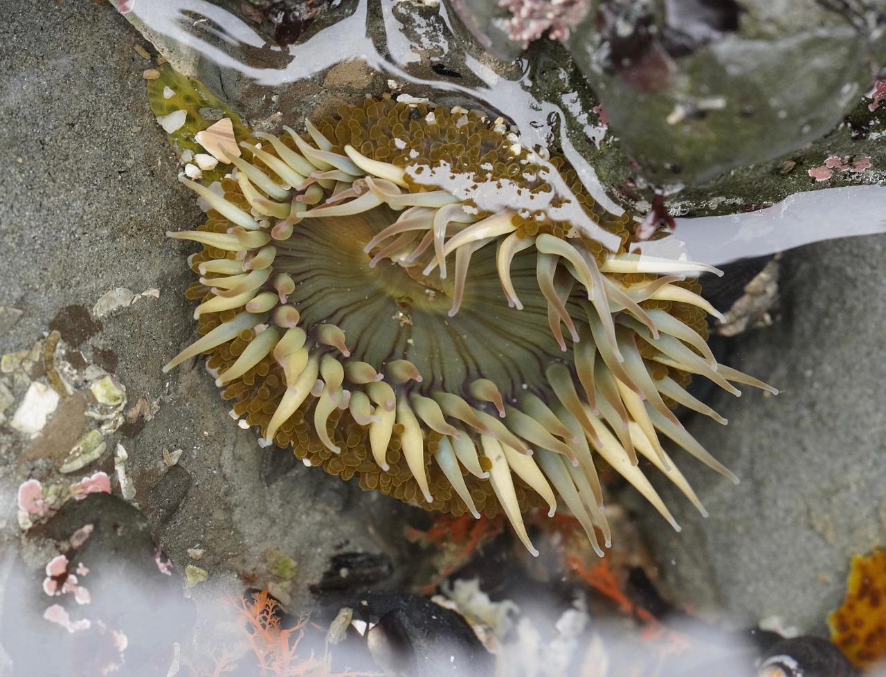 Anemone Tide Pool - Free Photo on Pixabay - Pixabay