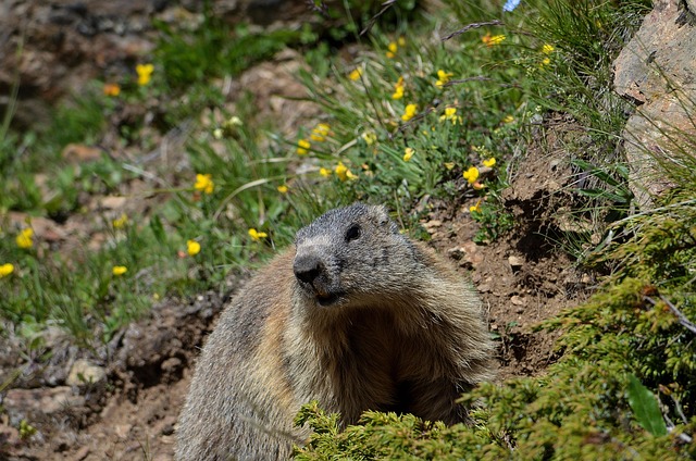 Murmeltier, Lebewesen, Tierwelt