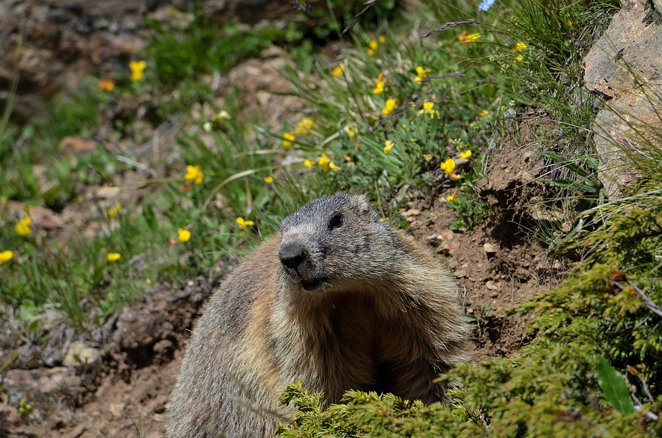 marmot-7334886_960_720.jpg