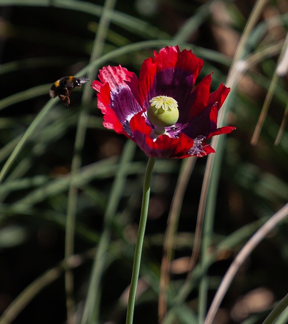 Free Poppy Flower photo and picture
