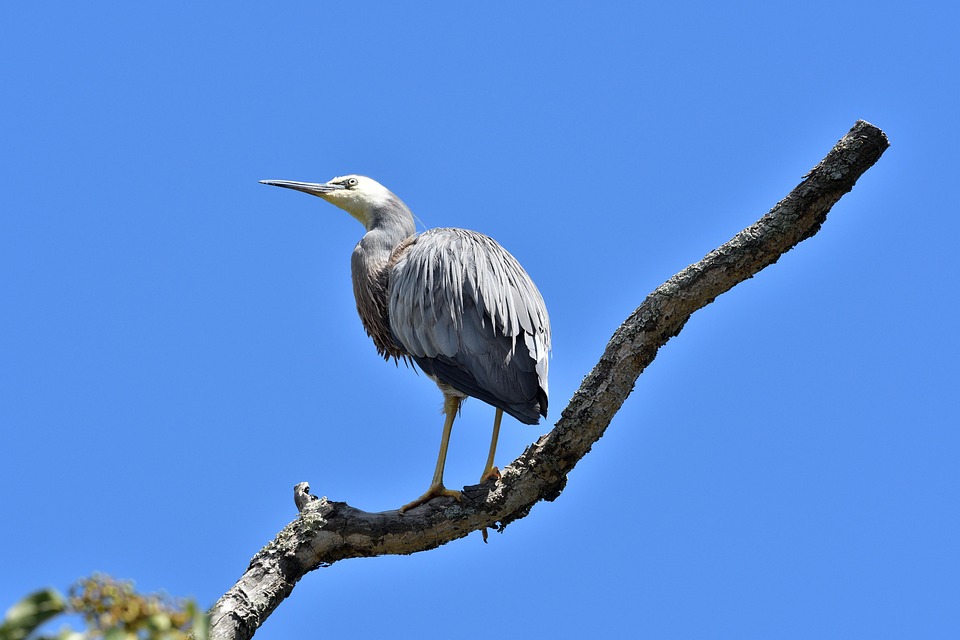 bird-7335573_960_720.jpg