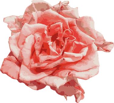Rose, Natur, Blumentapete, Blume, Blüte