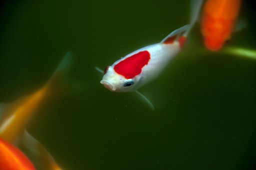 Koi, Fisk, Kæledyr, Dam, Guldfisk, Vand