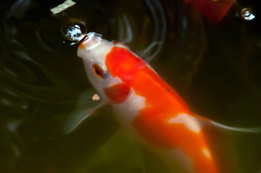 Guldfisk, Koi, Karpe, Dam, Vand