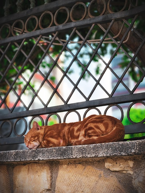 Free Cat Stray Cat photo and picture