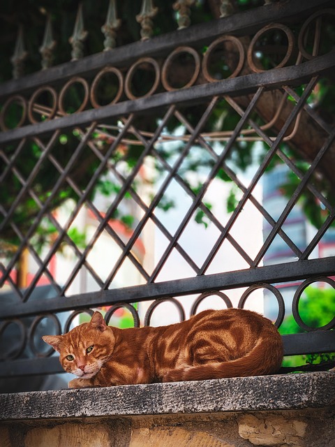 Free Cat Stray Cat photo and picture