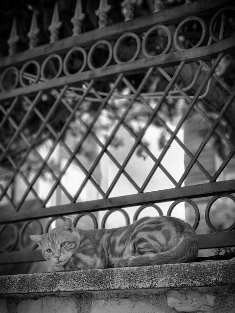 Free Cat Black photo and picture