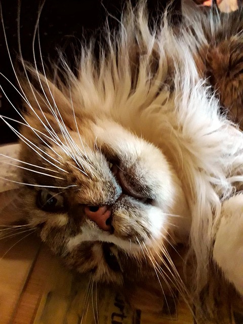 Free Animal Cat photo and picture