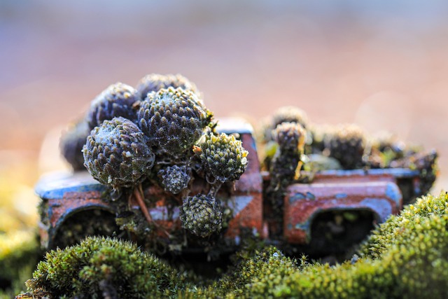Free Stonecrop Car Wallpapers photo and picture