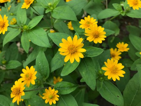 Free Yellow Flowers Yellow photo and picture
