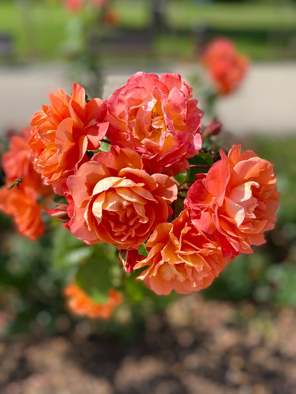 54 Roses Roses Flowers Bud - Free photo on Pixabay