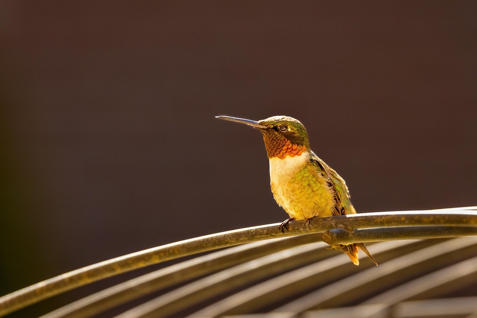 Hummingbird Bird Animal - Free photo on Pixabay