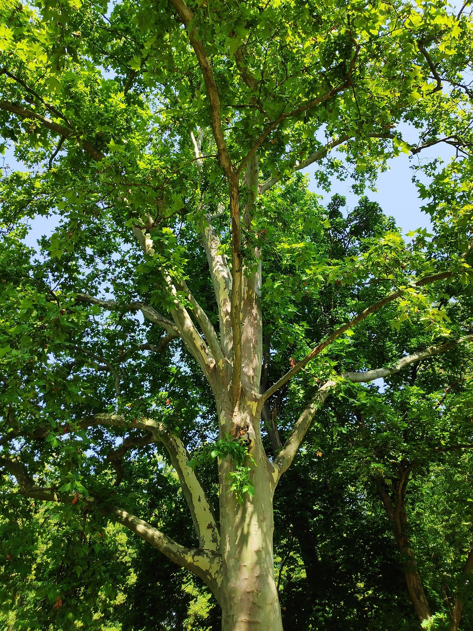 43 Trees Tree Nature Leaf - Free photo on Pixabay