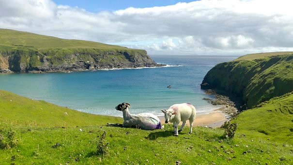 Free Bay Sheep photo and picture