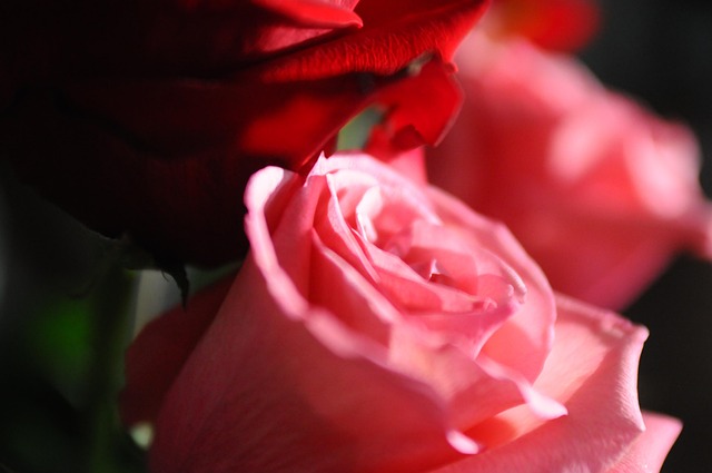 Free Roses Flower photo and picture
