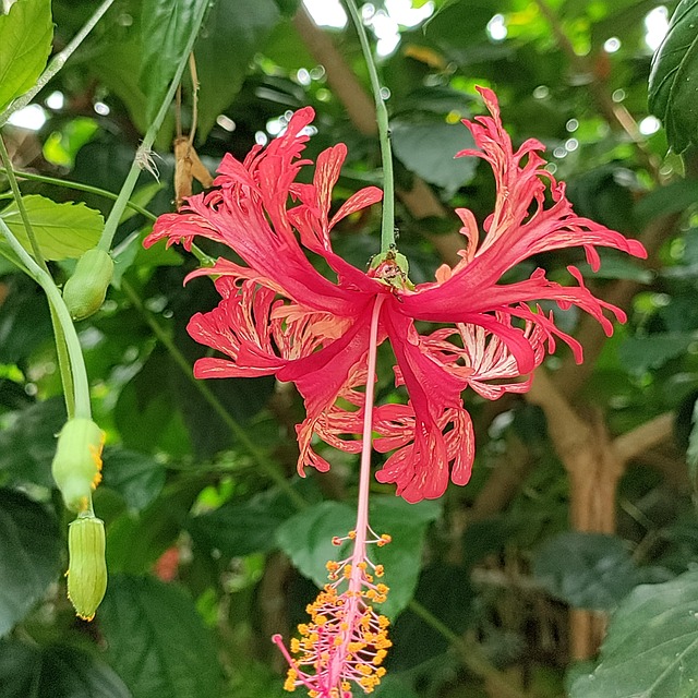 Free Flower Nature photo and picture
