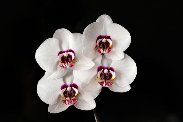 Free Flowers Orchid photo and picture