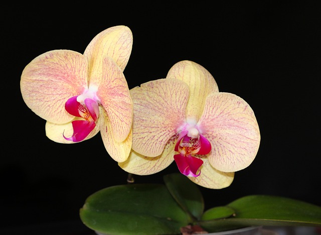 Free Orchid Flowers photo and picture
