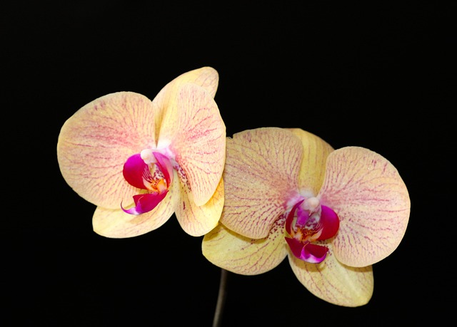 Free Orchid Bloom photo and picture