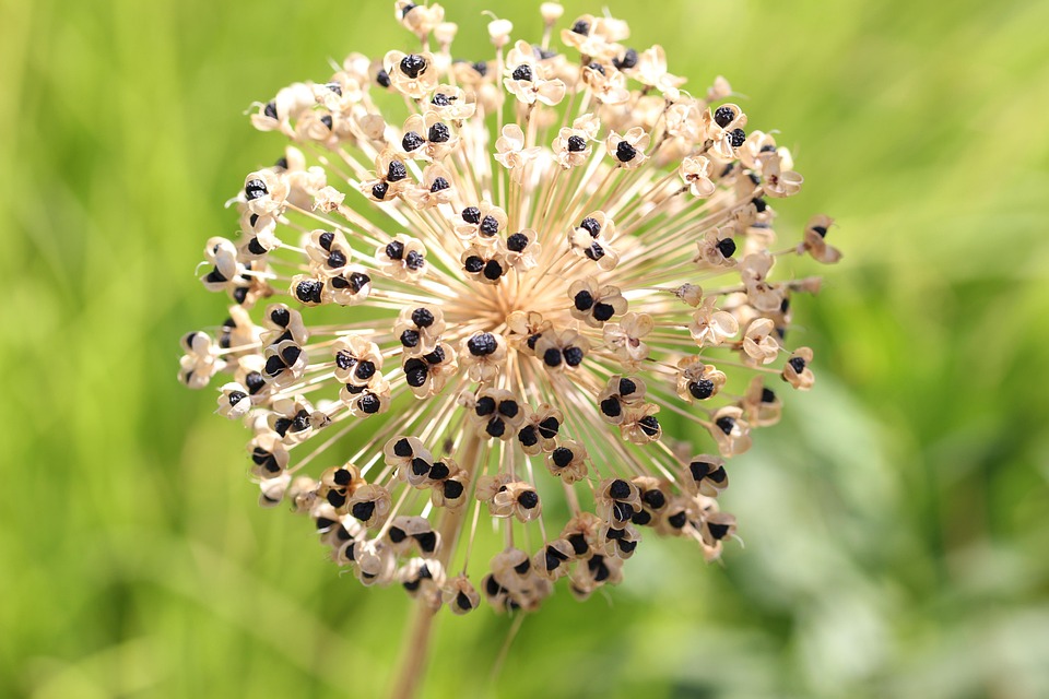 Ornamental Onion Allium Seed Pod Free photo on Pixabay