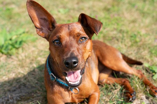 Free Animal Dog photo and picture