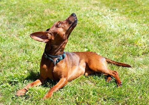 Free Dog Miniature Pinscher photo and picture