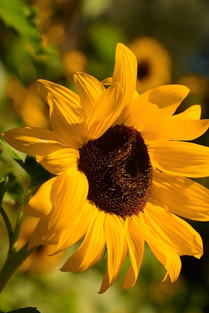Free Flower Spring photo and picture