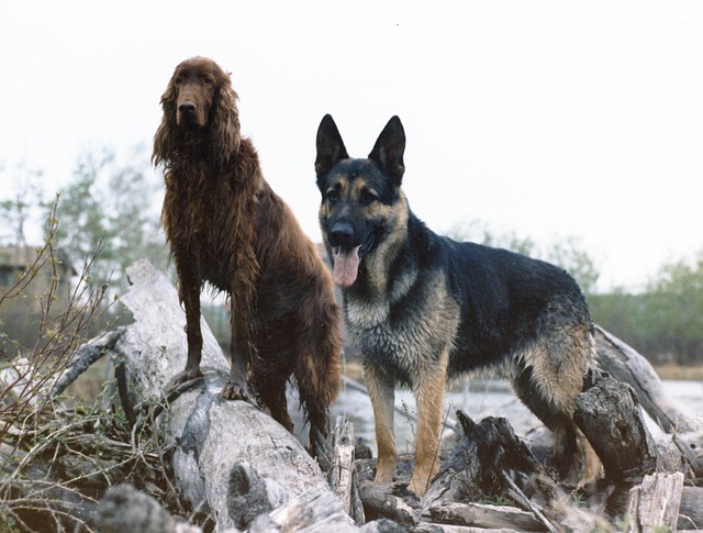 Free Two Dogs photo and picture