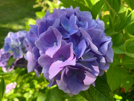 Free Flowers Blue photo and picture