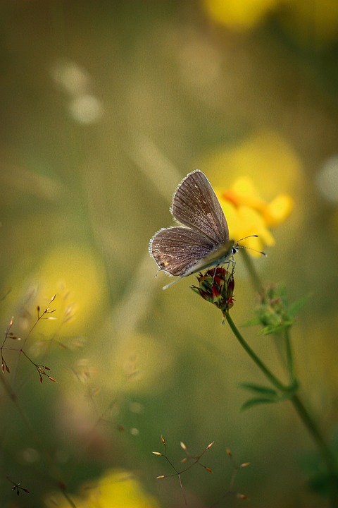 butterfly-7338672_960_720.jpg