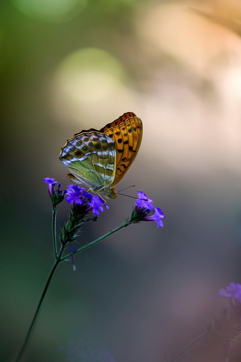 butterfly-7338686_960_720.jpg