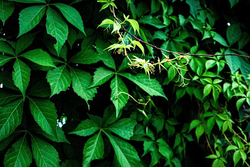 Hiedra, Planta, Naturaleza, Verde