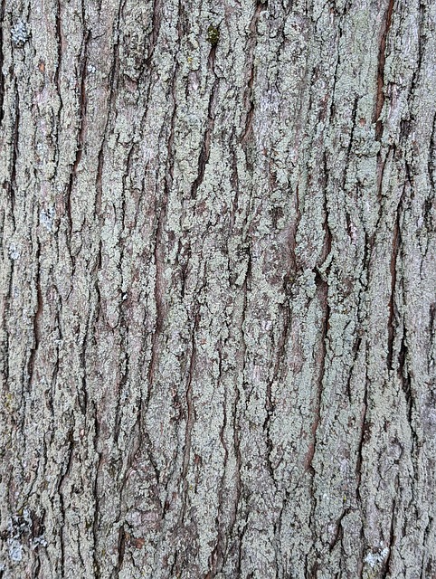 Árvore, Latido, Natureza, Padronizar