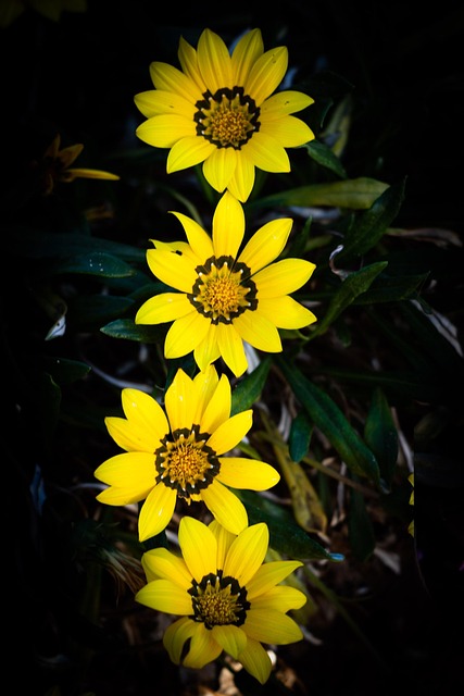 Free Flowers Nature photo and picture