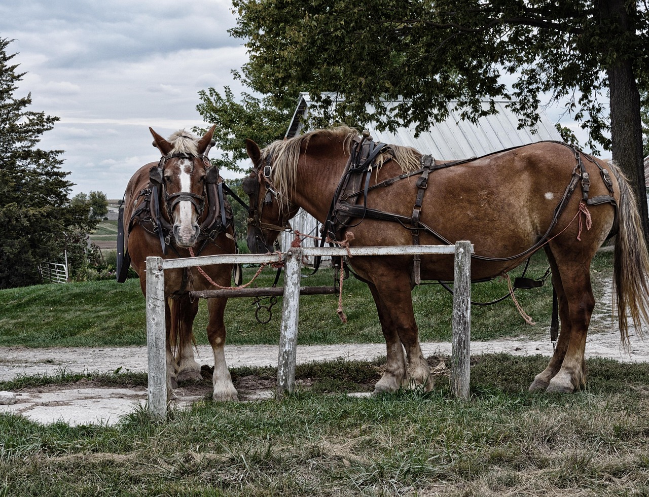 Cheval Les Chevaux Animaux - Photo gratuite sur Pixabay - Pixabay