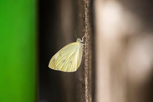 Kohlweißling, Schmetterling, Insekt