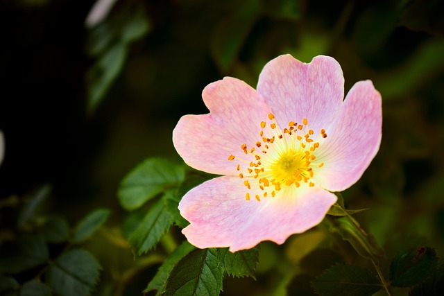 Free Flower Pink Flower photo and picture
