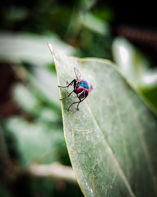 Fliege, Blatt, Insekt, Pflanze, Natur