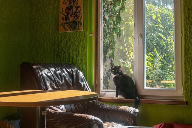 Free Cat Kitten photo and picture