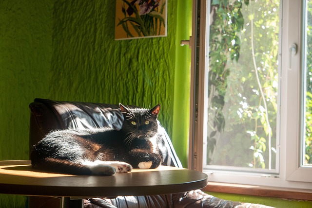 Free Cat Lies photo and picture
