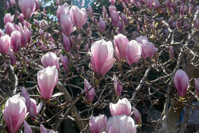 Free Flowers Magnolia photo and picture